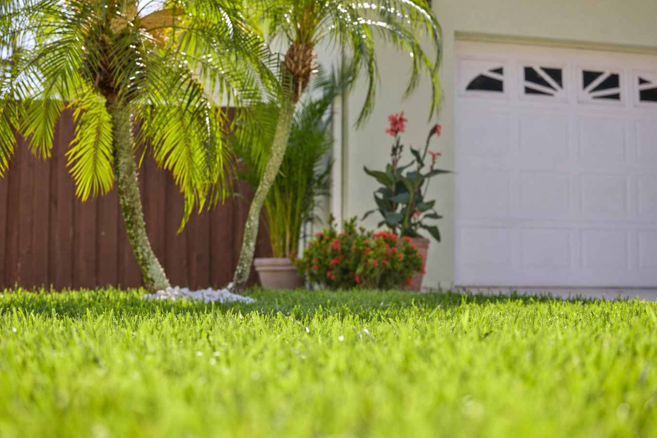 Drought-Tolerant Turf in Suisun City, CA